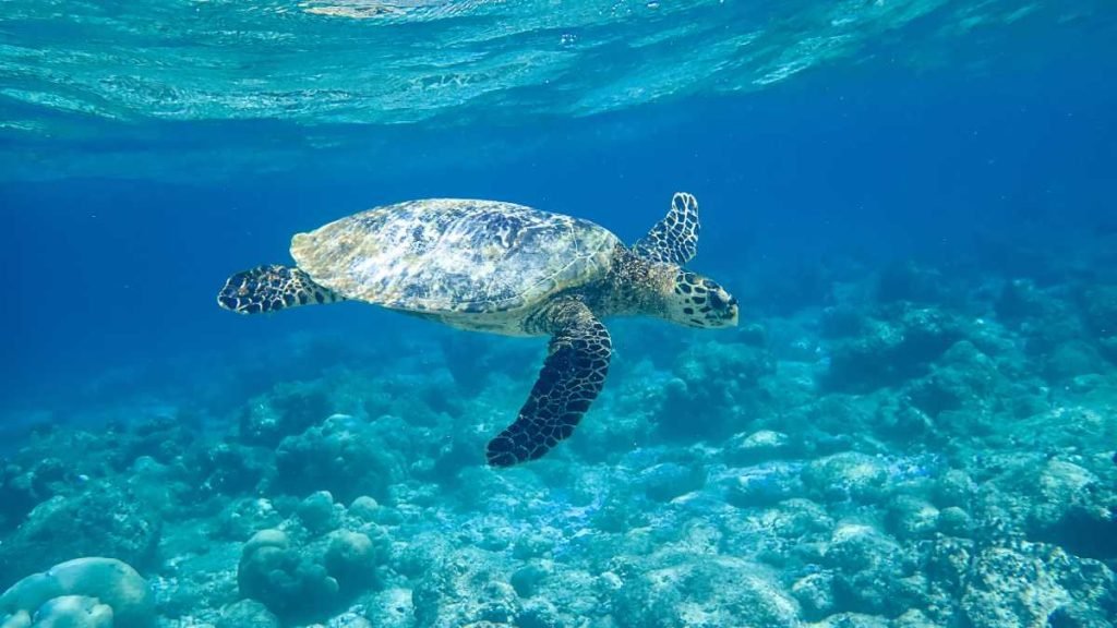 Unveiling the Secrets of Coral Conservation: Dive into the Sheraton Maldives' Adopt A Coral Program!
