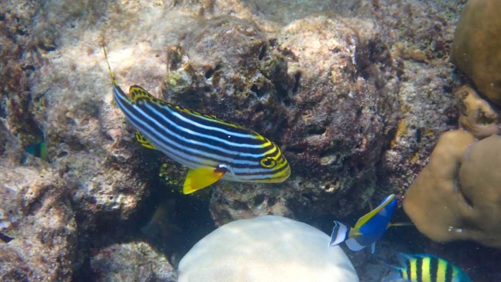 Unveiling the Secrets of Coral Conservation: Dive into the Sheraton Maldives' Adopt A Coral Program!