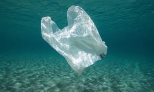 Aster Pharmacy's Plastic Revolution: 7.4 Million Paper Bags Lead the Charge in Dubai!