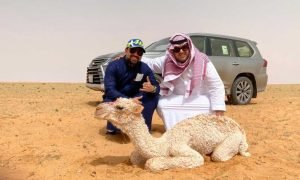Camel Quest: Exploring the Rich Tapestry of Saudi Arabia Through Friendship and Camels