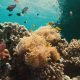 The Fight For Corals A Collaborative Endeavor By Red Sea Global And Warner Bros. Discovery