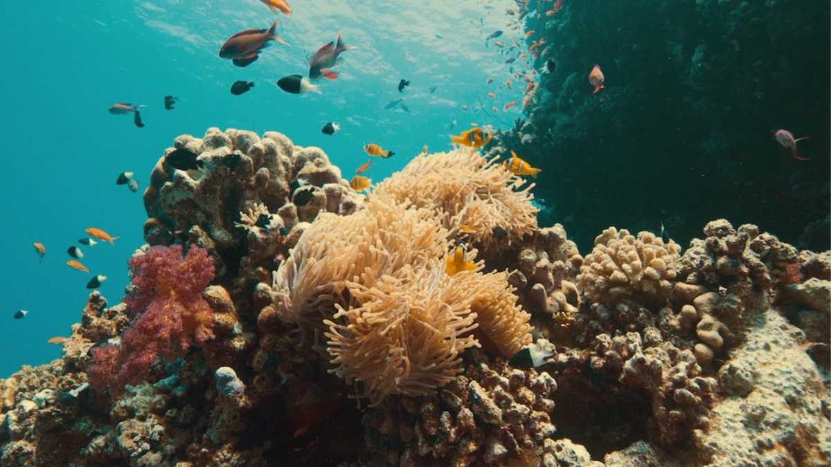 The Fight For Corals A Collaborative Endeavor By Red Sea Global And Warner Bros. Discovery