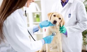 The British Veterinary Centre Leads Canine Mitral Valve Repair In Abu Dhabi