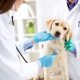 The British Veterinary Centre Leads Canine Mitral Valve Repair In Abu Dhabi
