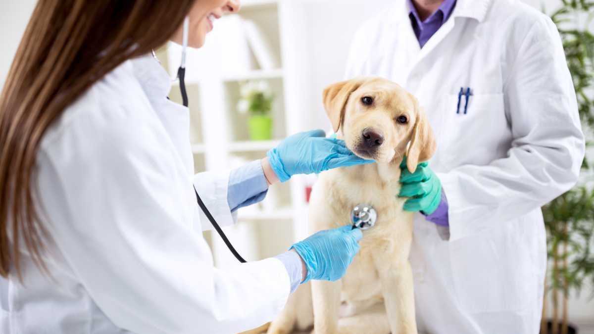The British Veterinary Centre Leads Canine Mitral Valve Repair In Abu Dhabi