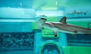 Explore Shark Week At Seaworld Yas Island, Abu Dhabi
