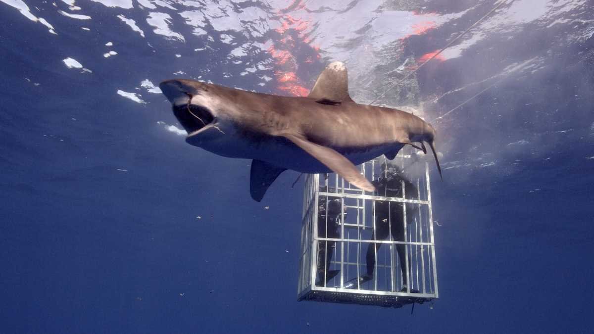 Middle East Viewers, Get Ready! John Cena Brings Shark Week To Life On Discovery & Discovery+!