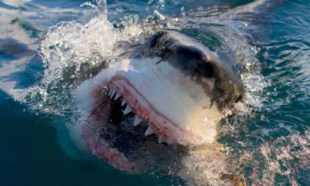 Mena Shark Week Is About To Make A Splash In Arabic